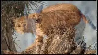 Morongo Basin SP SS QTMovie