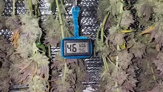 Harvested! (Reupload in HD) Ethos Cookies & Mandarin Sunset got the chop today. Quantum Power! 💪