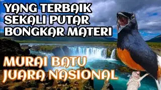 masteran murai batu full isian tembakan mewah durasi panjang