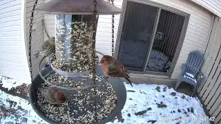 2026/01/29 - Several House Finches fly in for breakfast in -8°F weather