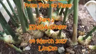 Growing Edibles from Plot to Plate Part 2   SINGA Ginger