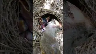 Feathered Families: A Close-Up Look at Great Reed Warbler Bird Baby Bonds