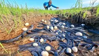 Amazingly, a woman caught and collected many fish eggs by hand in a rice field.