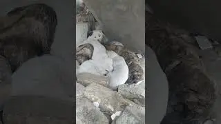 Sweet Moments of a Dog Mom and Her Puppies in Minus-One-Degree Cold