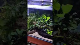 CARA MEMBUAT AQUASCAPE TANPA INJEKSI CO2