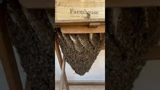 Live bee removal Southern California.