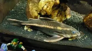 Striped Raphael Catfish In My 55 Gallon 