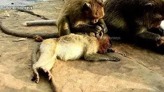 Poor orphan Jessie feel very hurt&stress no power lay on stone get groom by DeeDee look so pity