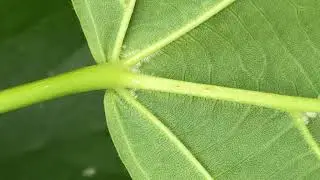 Common lime - Underside of leaf close up - May 2020