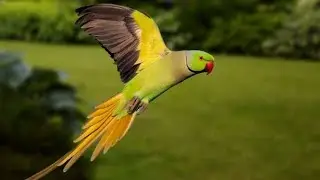 Parrot flying in the sky | Parrot Sound | Parrot Call | #parrot #parrotsound #parrotcall