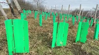 První zimní řez mladé vinice - pokus 3 druhy řezu - 1. díl