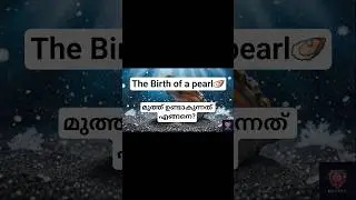 The secret Birth of a pearl 🦪|മുത്ത് ഉണ്ടാകുന്നത് എങ്ങനെ?