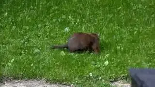 Open field marmot: featuring Gregory T. Groundhog