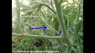 COMO SE PODA DEL TOMATE PARA TOMATES DE CALIDAD Y MENOS PLAGAS EN NUESTRA PLANTA