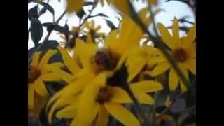 MOV00420