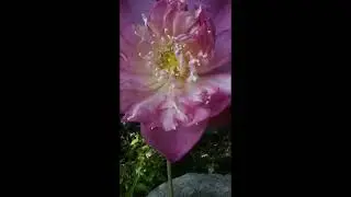 Did you see it ...The Lotus flower receptacle and stigma..#shorts #nature #beauty #lotus