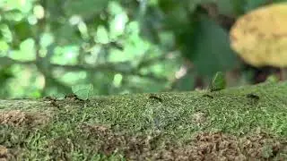 Leaf cutter ants - Costa Rica