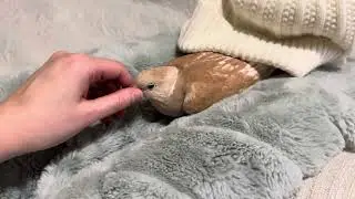Do Not take Hat from Bird