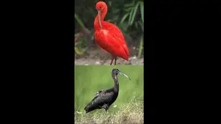 Scarlet Ibis & Sacred Ibis @ ZSL London Zoo | #Shorts | Cool Places