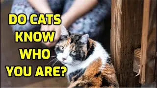 Can Cats Recognize Their Owners?