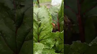 #Клоп #Душ #beetroot #insects #garden #nature #home #music #grimes #electronicmusic #water #shower