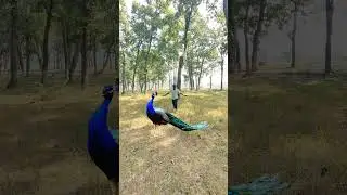 Bird watching cute peacock 🦚#vtr #mor #peacock #birds #wildlife #safari