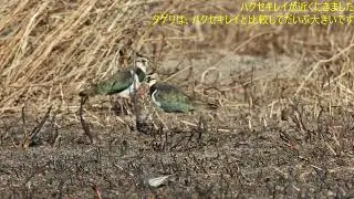 焼き畑後の休耕田タゲリとチョウゲンボウ