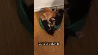 Too many cats 🤦&zwj;♂️ | Random Stuff #shorts #reels