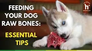 Feeding Your Dog Raw Bones: Essential Tips for Safety, Nutrition, and Dental Health