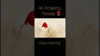 4K Amazing flowers Deep meaning video #flowers #deepmeaningpictures #youtubeshorts @AB Universe