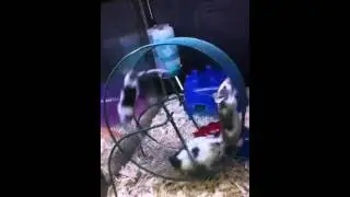 4 mice 1 wheel