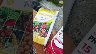 pencampuran pupuk dasar untuk cabe  #petani  #shots