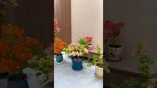 Beautiful Unique Home Garden Plants Decor ideas For Relaxation 🌸🌴#homegardendecor#plants #satisfying
