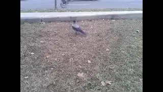 varj&uacute; nyafog / crow say someting