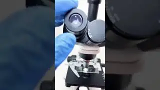 blackhead magnify test in 800 #microscope #shorts