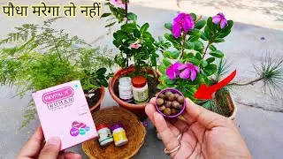 Old Medicine Tablet Use In Plants|Expired Capsule In Plant|कैसे करें इस्तेमाल