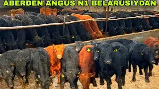 BELARUSIYADAN ABERDEN ANGUS BUQALAR KELDI N1✅✅✅31 января 2026 г.