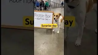 Dogs choose their humans in mystery boxes 🐶❤️ #adoption #shelter #shorts #emotional