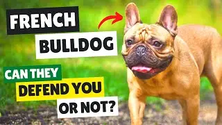 French Bulldog Breed Information | French Bull Dog Facts and Its personality Traits | Top 10 Crew
