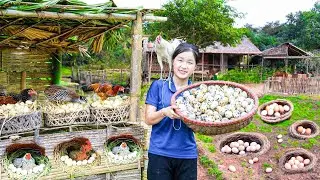 4 Days Harvesting Chicken Eggs goes to market sell - Primitive Technology | Tieu Tam Daily Life