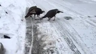 Mike The Turkey Whisperer