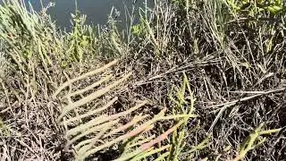 Estuary seablite -Suaeda esteroa and woolly seablite -Suaeda taxifolia in San Diego salt marsh