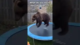 CCTV Bear jumping on my Trampoline 🐻😲