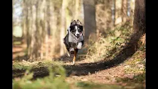 Montage Nazca 1 an Border Aussie (Border Collie crois&eacute; Berger Australien)