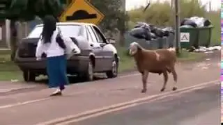 A crazy goat attack peoples very funny video || Must watch || VRS Jangare ||
