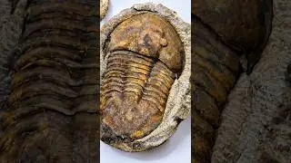 Morocco's Stunning Trilobite Fossils! 🦖 #Trilobite #FossilHunting #Trilobite #fossil #moroccofossil