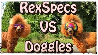 RexSpecs vs Doggles - Dog eye protection and why it matters | #servicedoggear