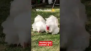white cochin ⭐ #poultry #farm #farming #hatching #chicken #eggs #animals