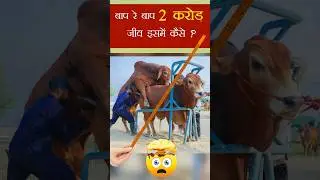 बाप रे बाप !!! 2 करोड़ जीव इसमें कैसे? | kgsg | Semen Station