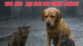 ŞU DÜNYA'DA BİR TEK ONLARA YER BULAMADIK #sokakhayvanları#sokakkedileri#yasayıgeriçek